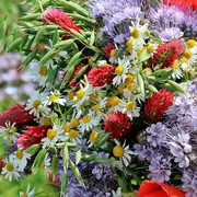 Goûtons les fleurs et composons des bouquets de fleurs sauvages