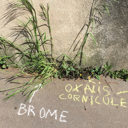 Graffiti Botanique