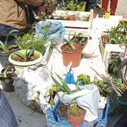 Grainothèque en balade