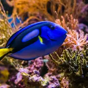 Sorties : que faire à Saint-Malo ce week-end ? (6-8 mars 2026)