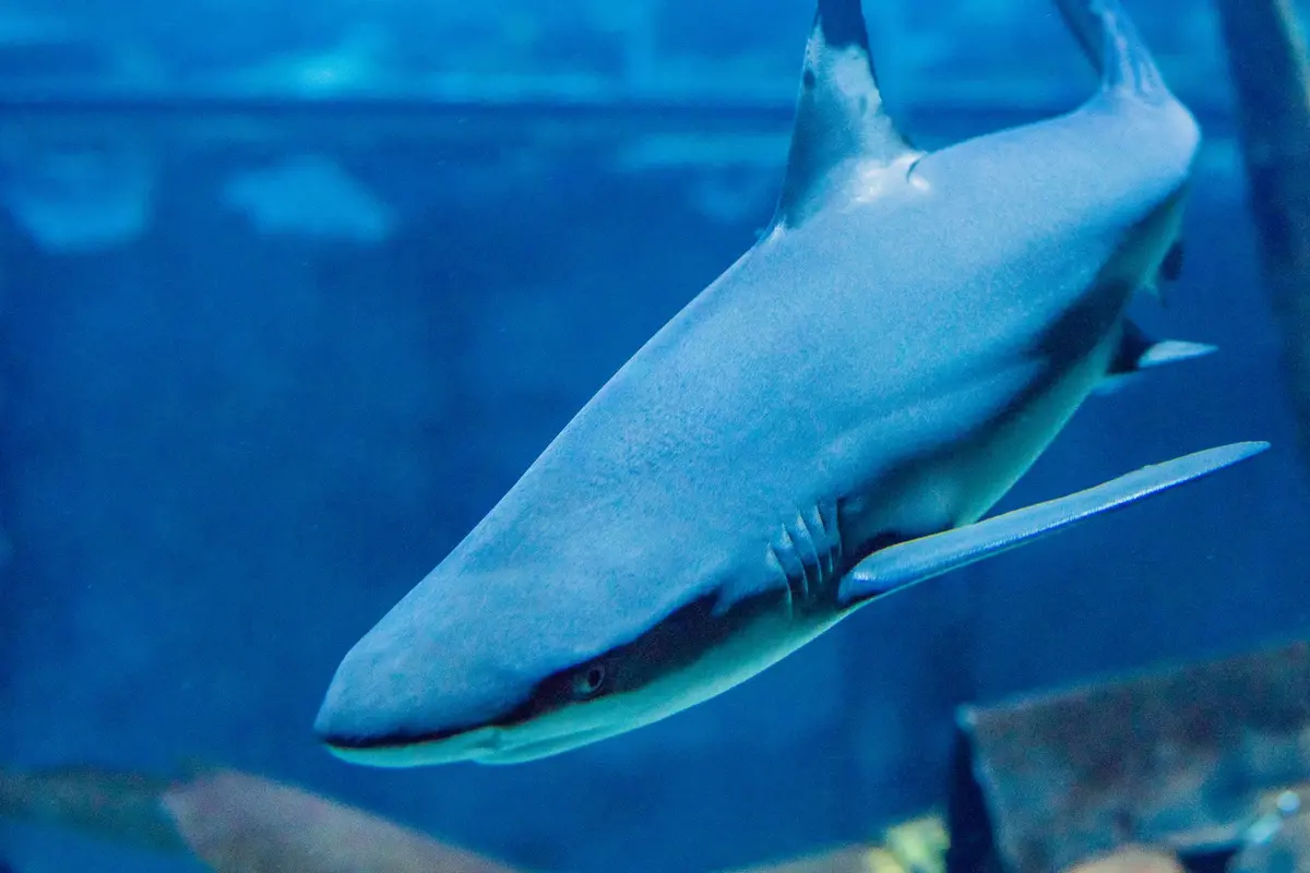 Grand Aquarium de Touraine