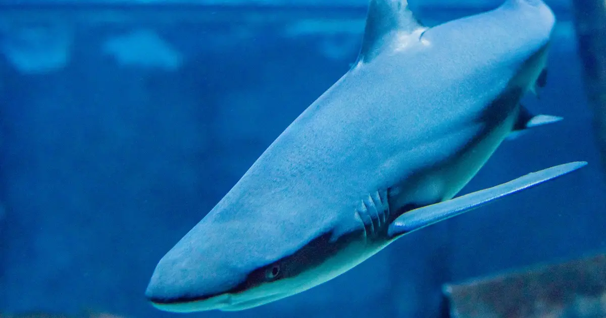 Grand Aquarium de Touraine