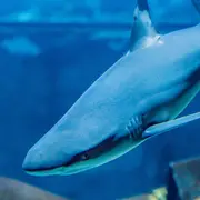 Grand Aquarium de Touraine