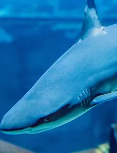 Grand Aquarium de Touraine