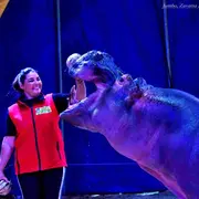 Grand Cirque Zavatta