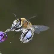 Grand jeu à la découverte des pollinisateurs !