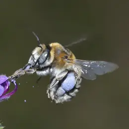 Grand jeu à la découverte des pollinisateurs !
