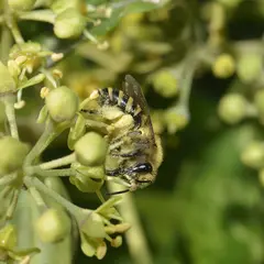 Grand jeu à la découverte des pollinisateurs !