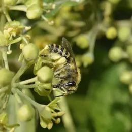 Grand jeu à la découverte des pollinisateurs !