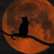 Grand jeu : Le monde de la nuit