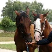 Grand show du cheval Arabe