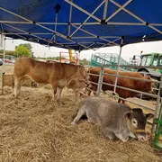 Grande Foire Agricole