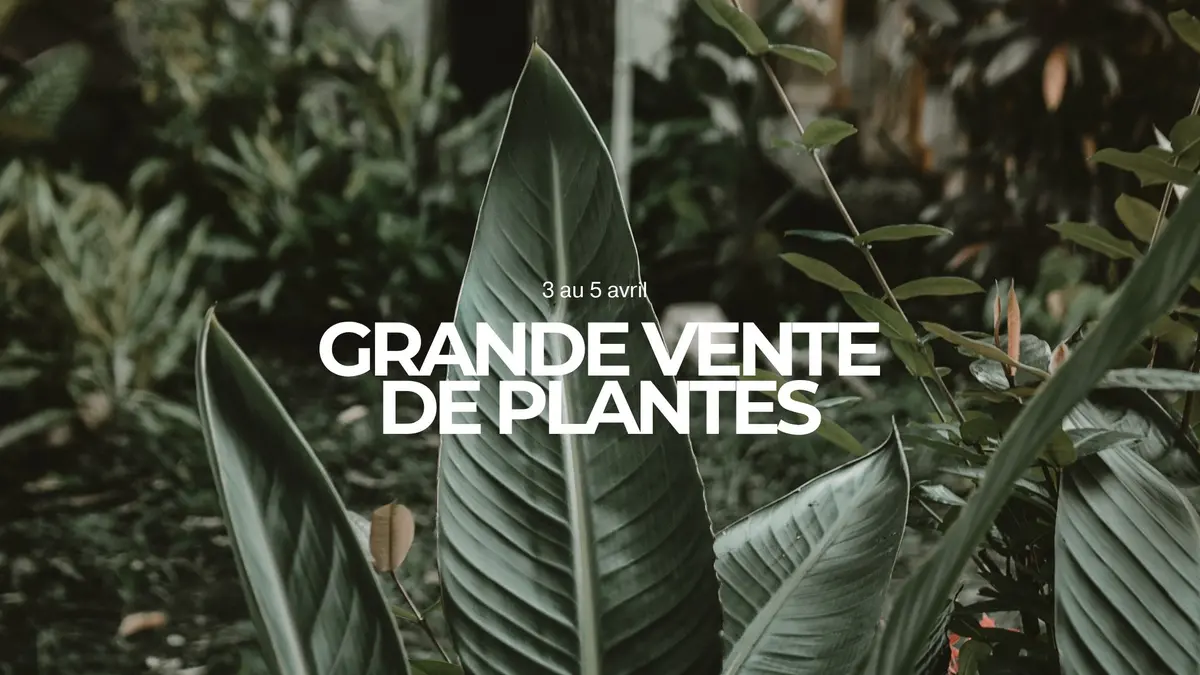 Grande vente de plantes