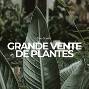 Grande vente de plantes