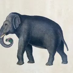 Gravures naturalistes issues des ouvrages du fonds patrimonial