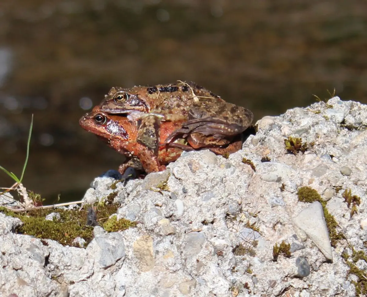 La saison des amours