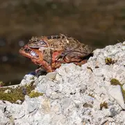 Les lacs de Neuweiher par le chemin de pierres
