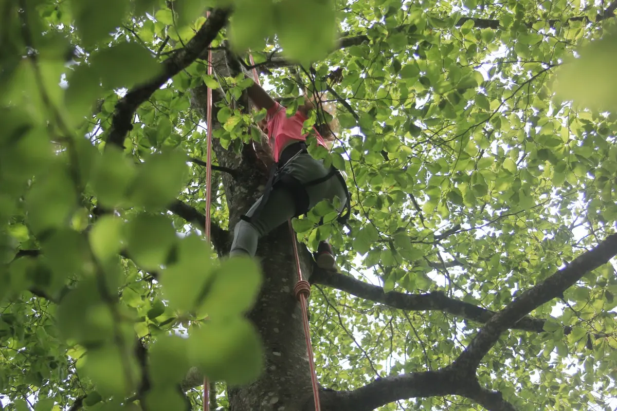 Grimpe d'arbres