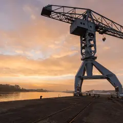 Grue Titan grise
