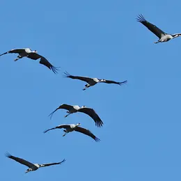 Grues cendrées