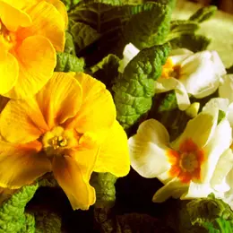 Guide des fleurs et des essences dans le Haut Rhin