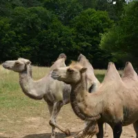 Les chameaux de Guiguitte en folie &copy; Guiguitte en folie, via Facebook
