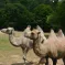 Les chameaux de Guiguitte en folie &copy; Guiguitte en folie, via Facebook
