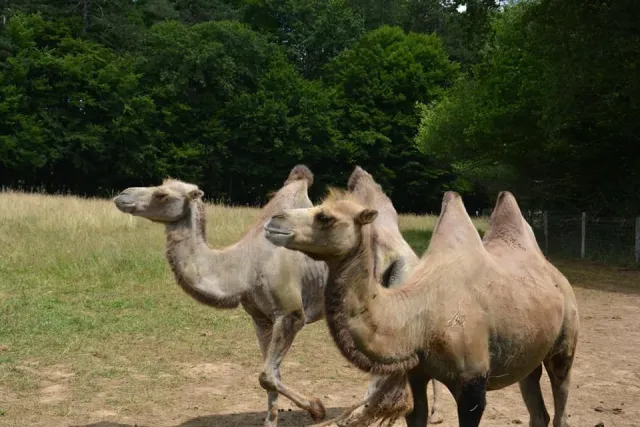 Les chameaux de Guiguitte en folie