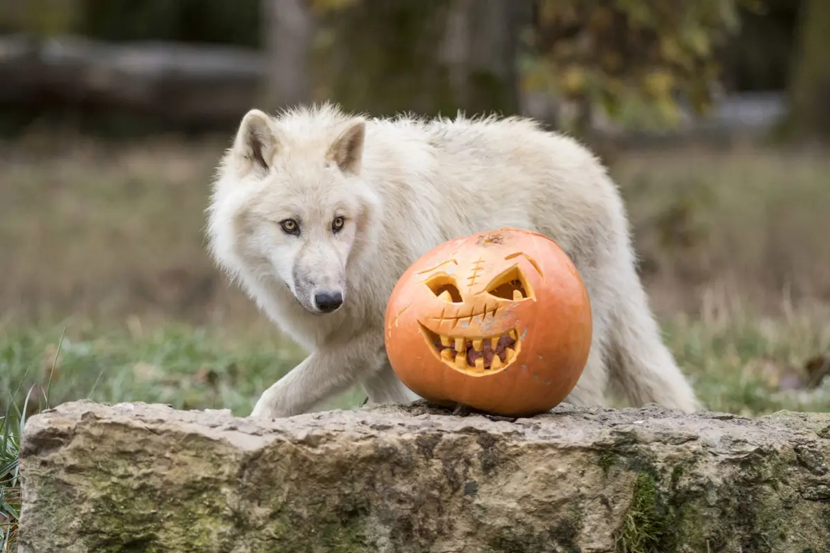 Halloween 2026 : 8 zoos où les animaux vont aussi fêter Halloween pendant les vacances de la Toussaint
