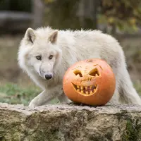 Halloween 2026 : 8 zoos où les animaux vont aussi fêter Halloween pendant les vacances de la Toussaint &copy; parcsaintecroix.com