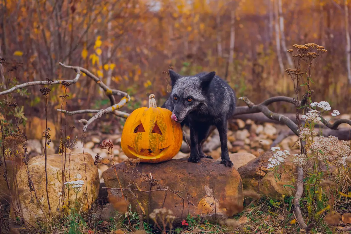 Halloween 2026 : 8 zoos où les animaux vont aussi fêter Halloween pendant les vacances de la Toussaint