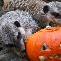 Halloween Au Zoo African Safari