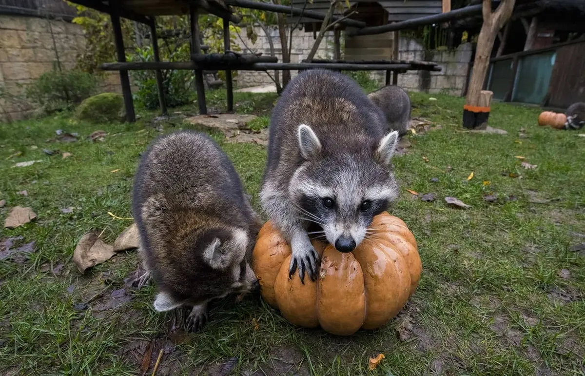 Les mignons ratons laveurs s'occupent de leur citrouille