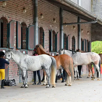 Haras Le Forest