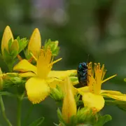 Herborisation estivale