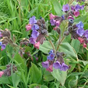 Herborisation printanière