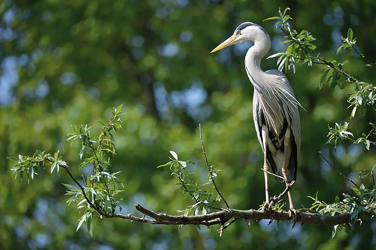 Les hérons cendrés viennent nidifier au zoo de Mulhouse