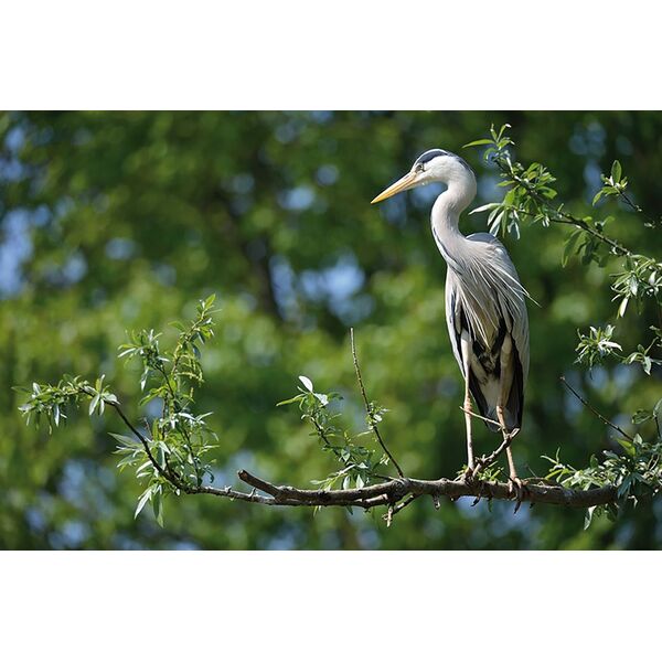 grand oiseau blanc que l on rencontre en alsace