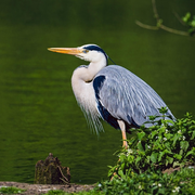 Hérons et compagnie