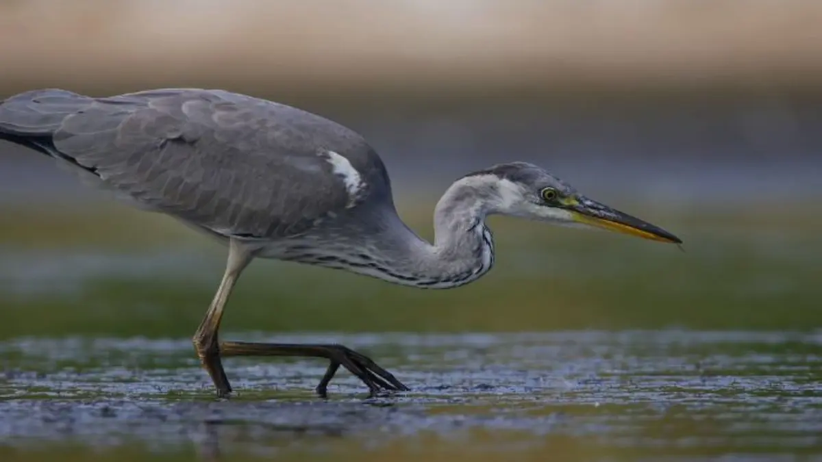 Hérons et Compagnies