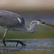 Hérons et Compagnies