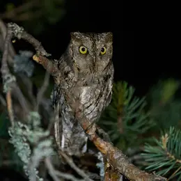 Hibou rando
