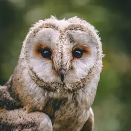 Hibou-Rando au profit du Téléthon