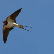 Hirondelles Et Martinets