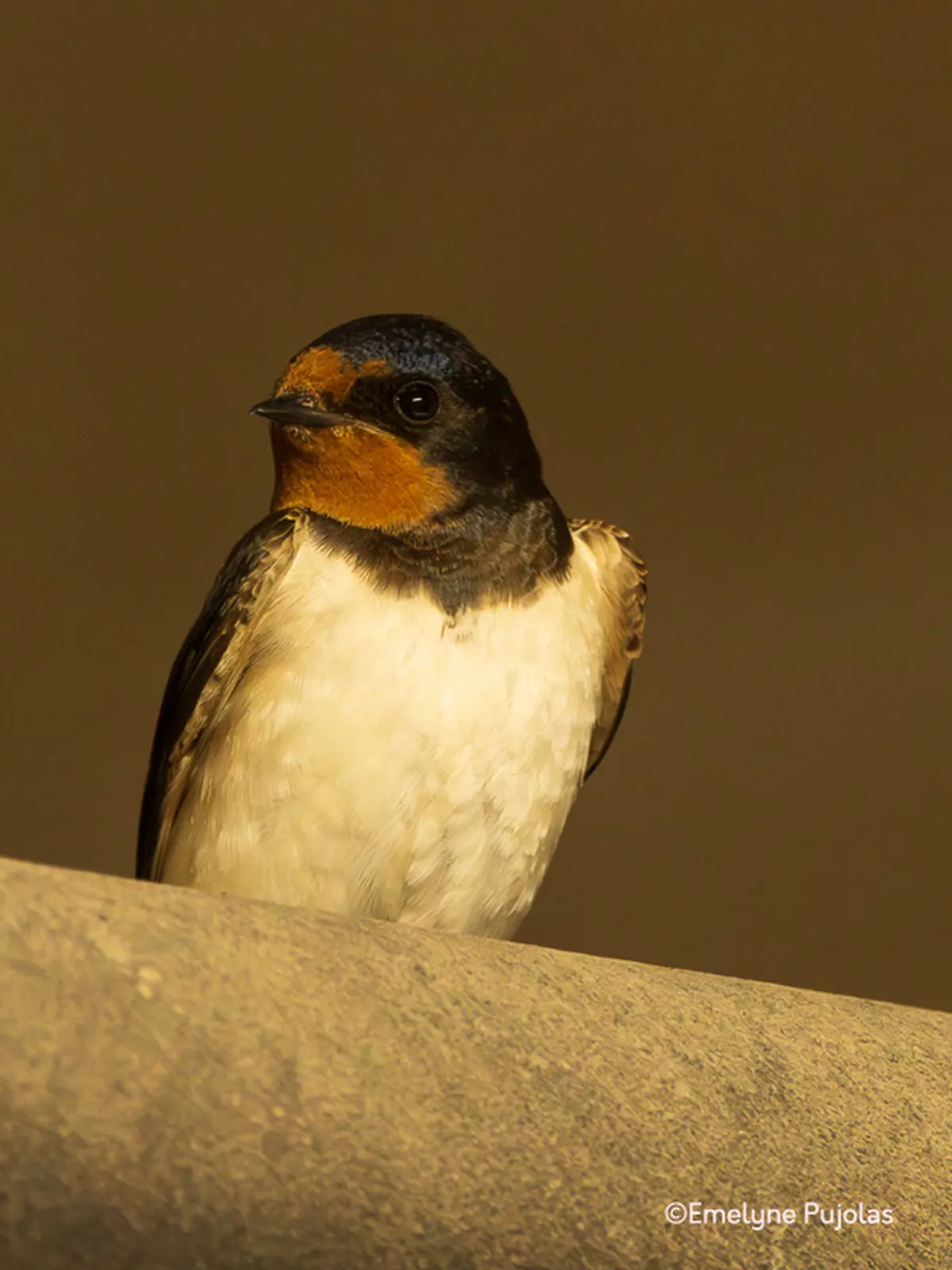 Hirondelles et martinets : nos alliés ailés
