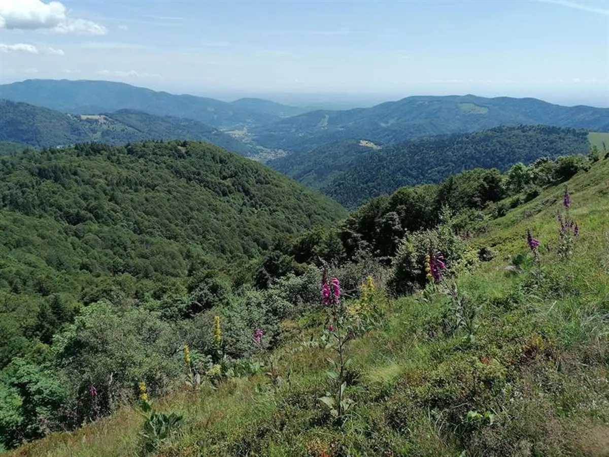 Histoire des paysages du Ballon d’Alsace