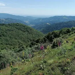 Histoire des paysages du Ballon d’Alsace