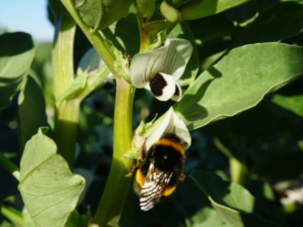 Histoires d'abeilles et histoires de fleurs