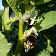 Histoires d'abeilles et histoires de fleurs