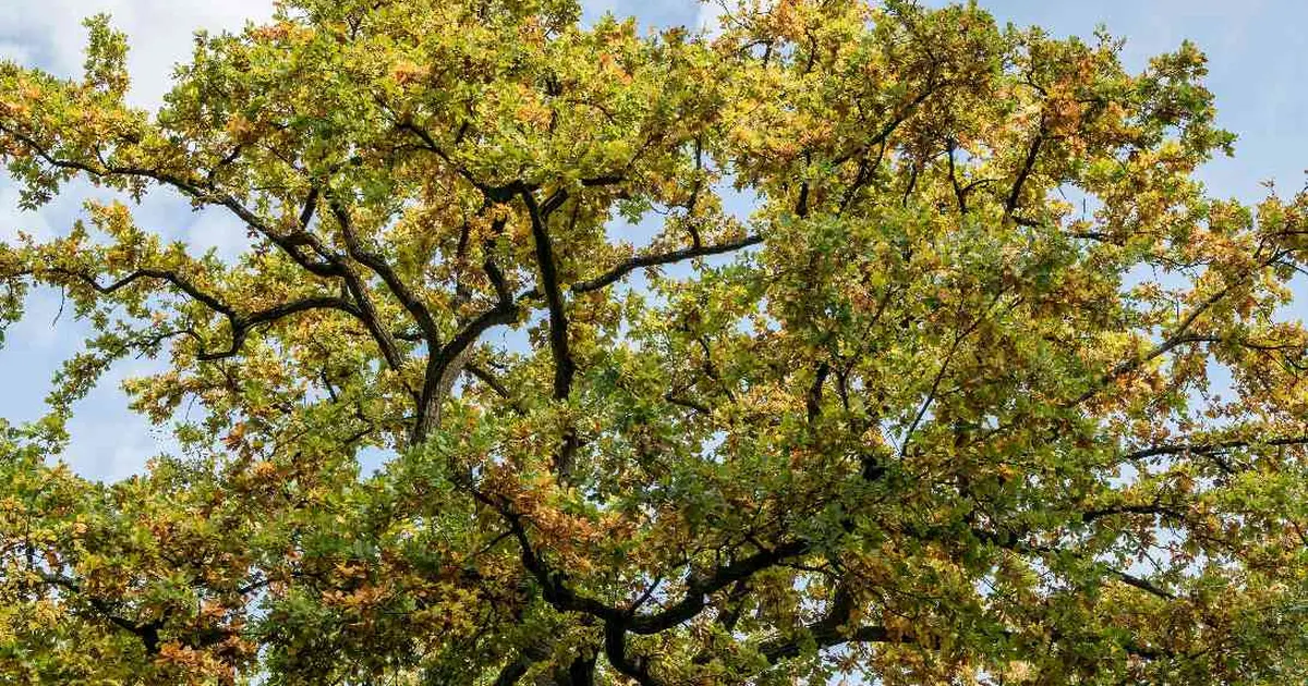 Histoires en familles : Auprès de mon arbre